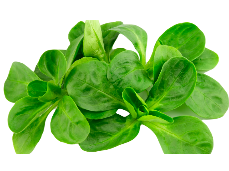 Brabants Streekgoed foto 4